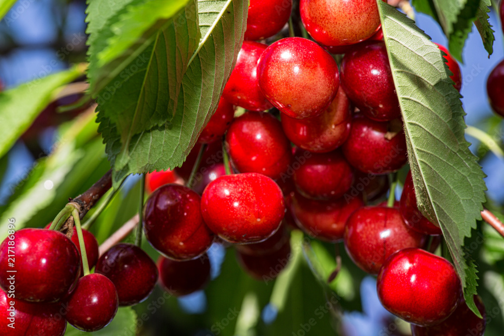 cherry growing on a branch against a blue sky background cherry growing on a branch against a blue sky background
