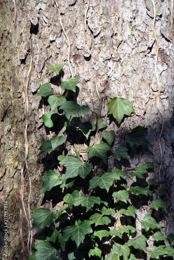 Green common ivy climbing up a tree