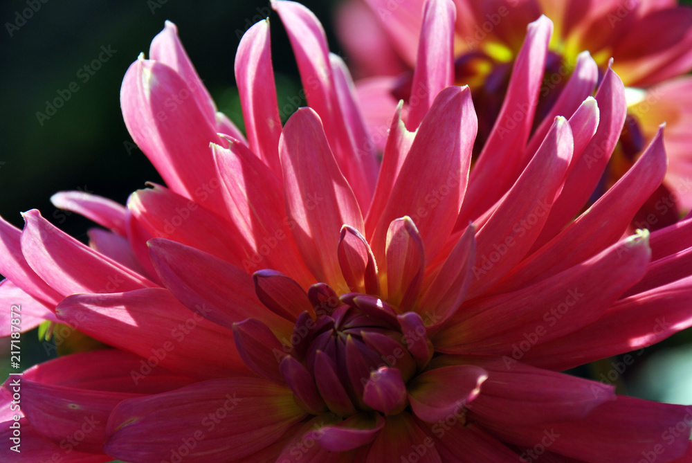 Macro shot os a beautiful pink flower illuminated by the sun Macro shot os a beautiful pink flower illuminated by the sun