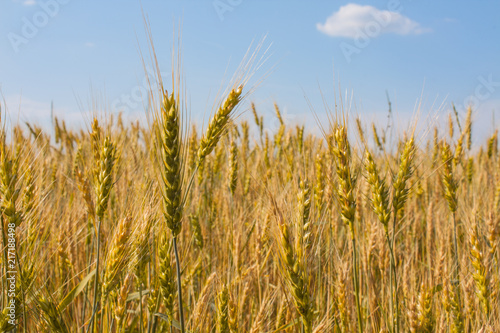 Wheat plants close up  wheat herbs growing in the field