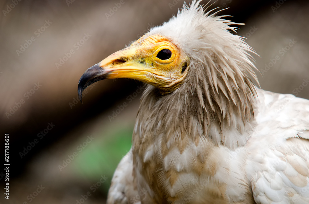 Vulture Vulture