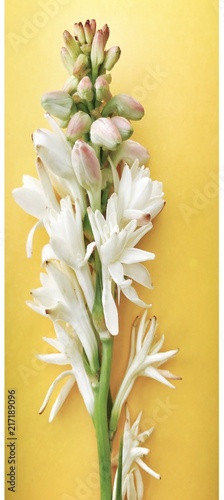 Photography A bouquet of white tuberose flowers
