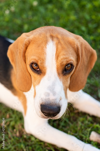 Purebred beagle dog lying on grass in garden outdoor portrait © Przemyslaw Iciak