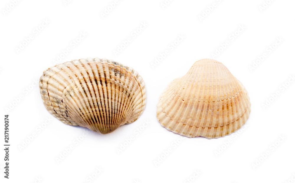 Exotic sea shells isolated on white background Exotic sea shells isolated on white background
