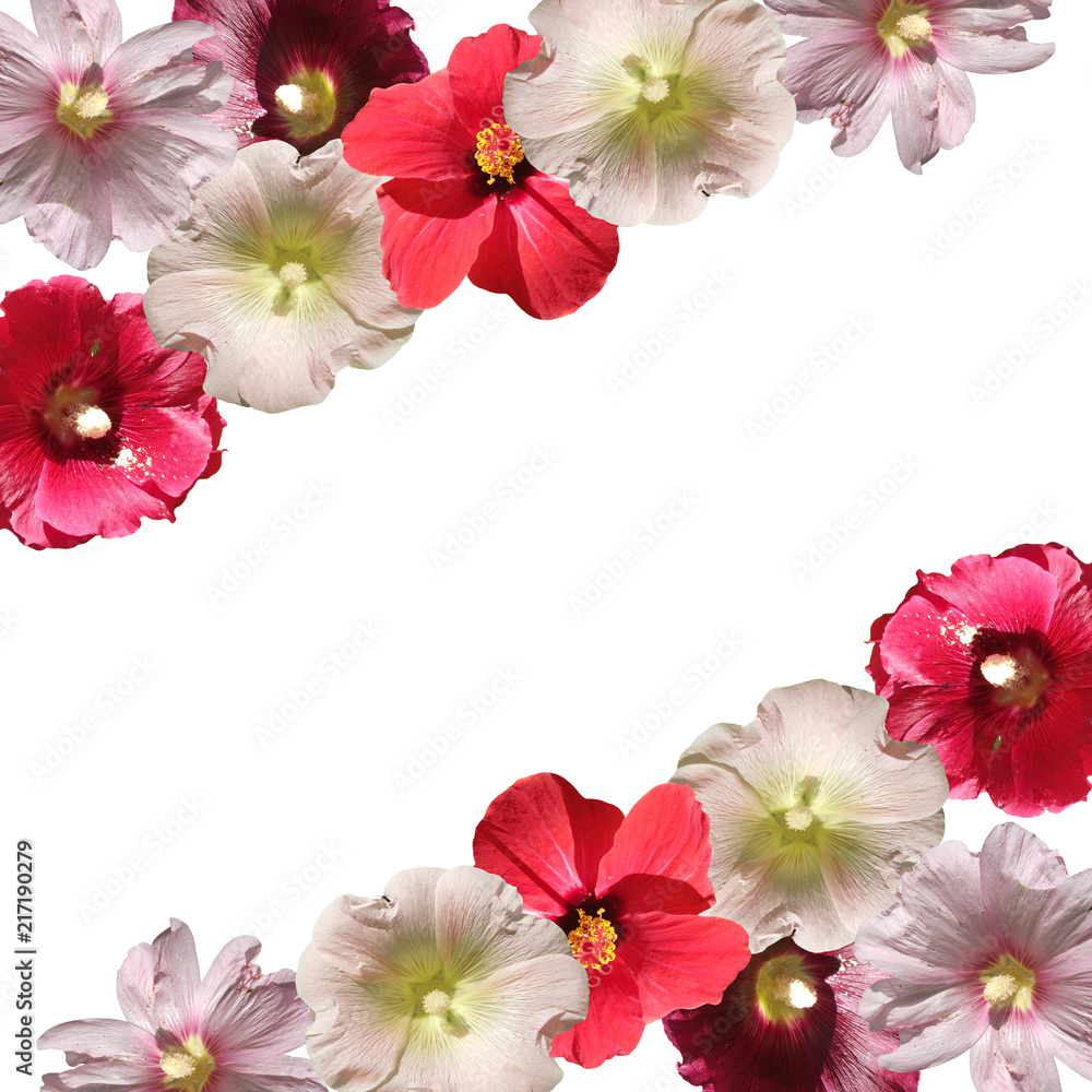Beautiful floral background of hibiscus and mallow 