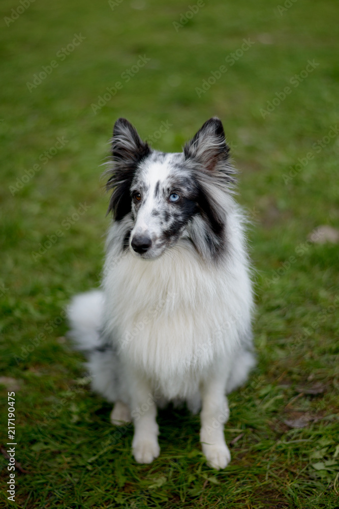 Border Collie with one blue eye