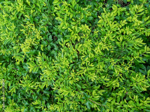 Green fresh natural leaves background