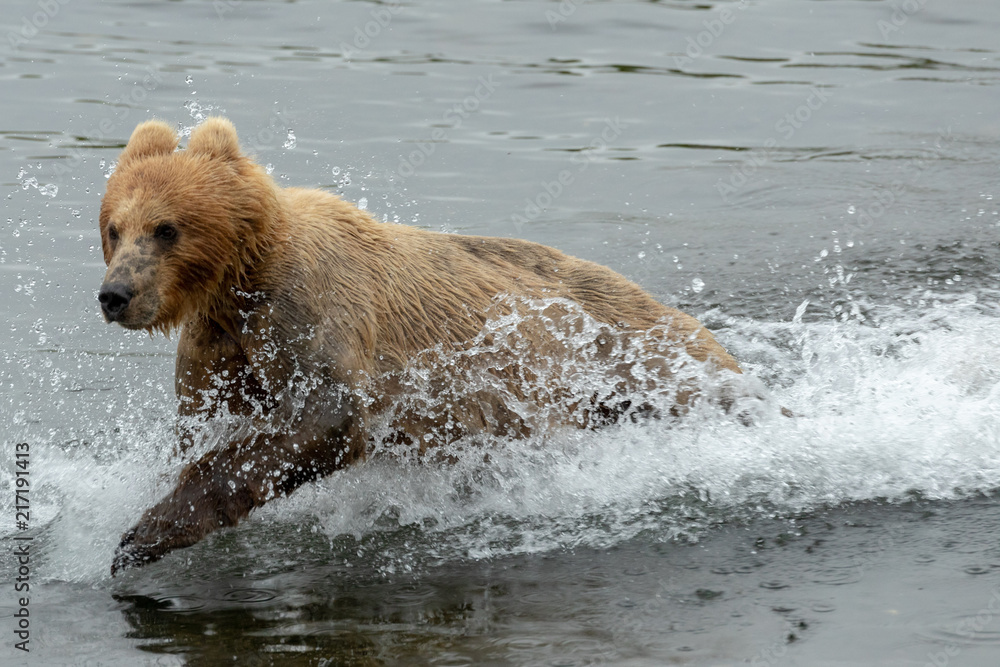 kodiak bear kodiak bear