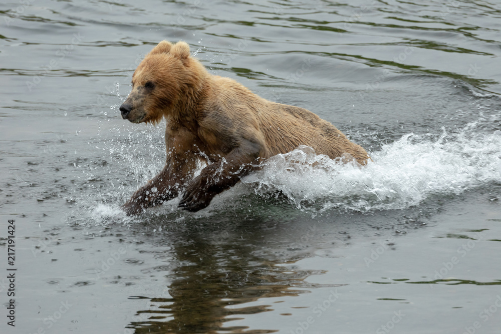 Obraz premium kodiak bear