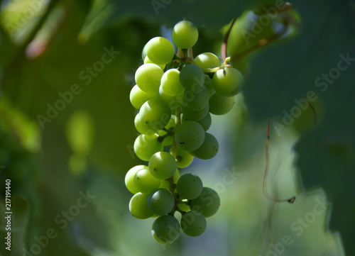 Wine Grapes photo