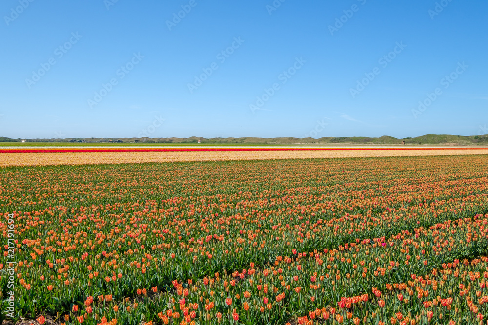 Colorful tulip fields just behind the dunes on the island of Texel, Netherlands.