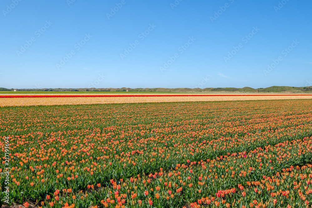 Colorful tulip fields just behind the dunes on the island of Texel, Netherlands. Colorful tulip fields just behind the dunes on the island of Texel, Netherlands.