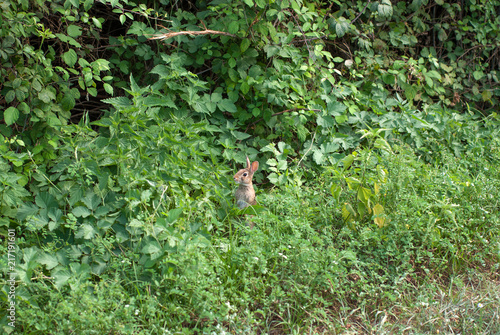 Fototapeta Naklejka Na Ścianę i Meble -  piccolo coniglio selvatico nascosto nella vegetazione