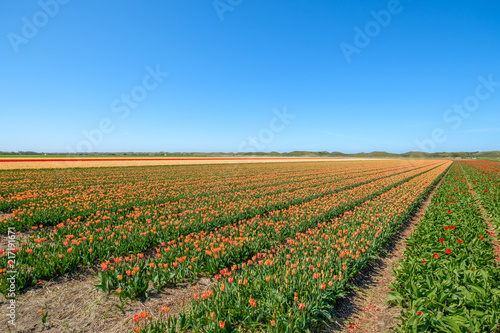 Colorful tulip fields just behind the dunes on the island of Texel, Netherlands.
