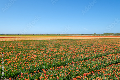 Colorful tulip fields just behind the dunes on the island of Texel  Netherlands.