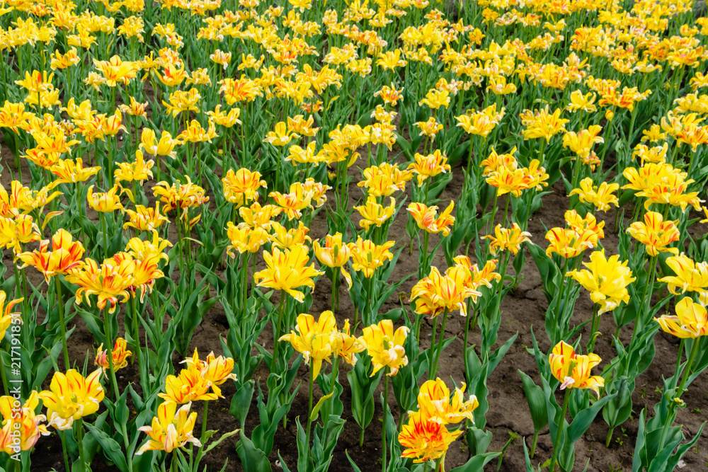 Closeup of yellow and red tulips in bloom. Summer garden landscape. Open yellow and red blossom tulip flower in garden. Ulyanovsk, Russia.