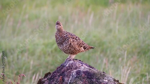 the beautiful nature of Iceland, a true adventure in the land of ice and fire. Spotting wildlife, rock ptarmigan birds. photo