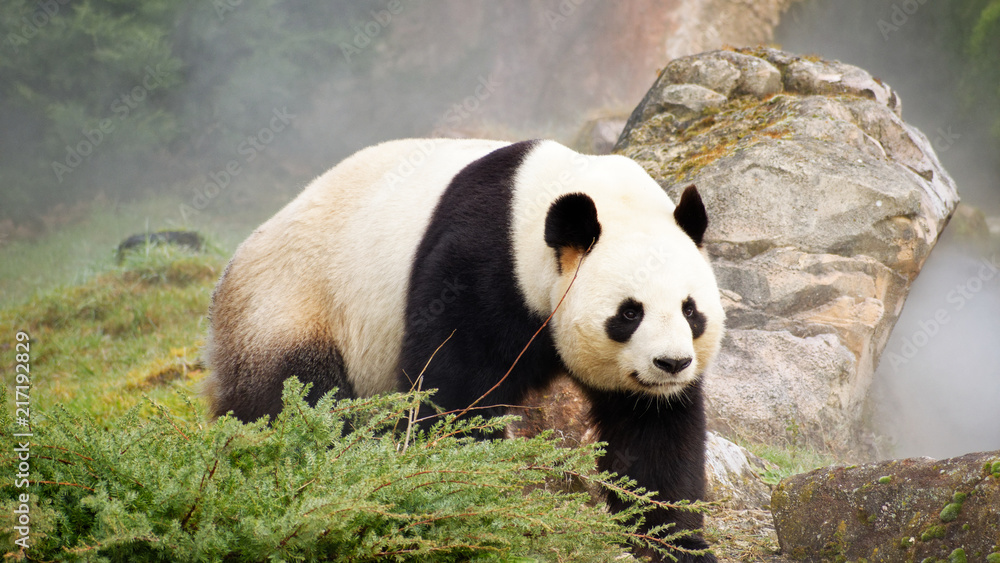 Fototapeta premium Beauval