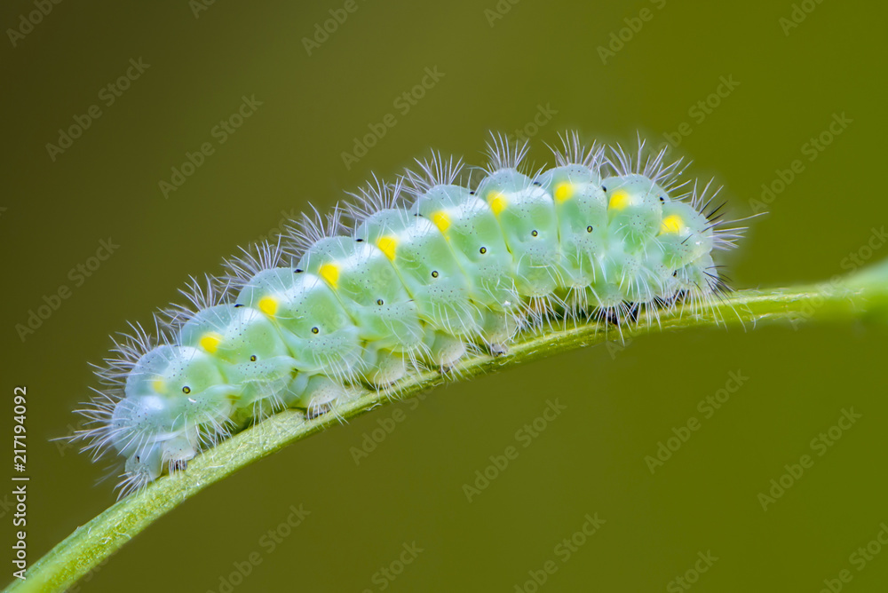 Fototapeta premium Caterpillar of butterfly zygaena viciae emerald color