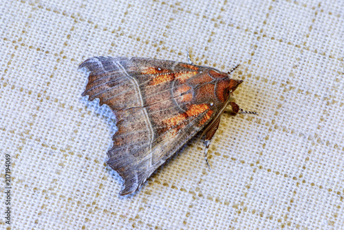 Brown butterfly scoliopteryx libatrix with a beautiful pattern on its wings photo