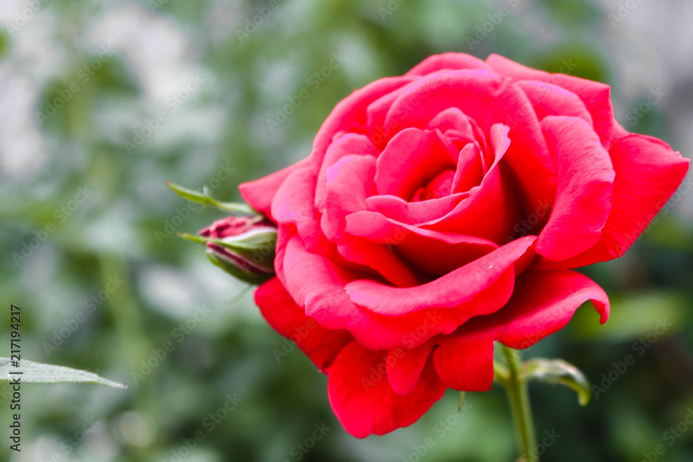 Blooming rose flower close up, colorful and vivid plant, natural background Blooming rose flower close up, colorful and vivid plant, natural background