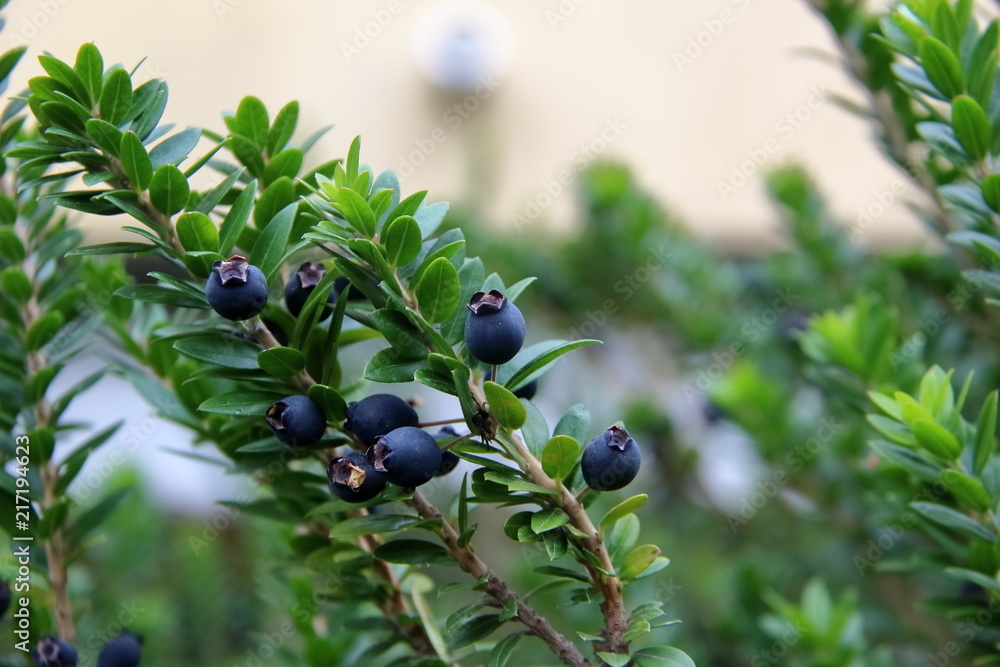 bacche nere di mirto tipico per liquore della Sardegna, Italia Stock Photo  | Adobe Stock