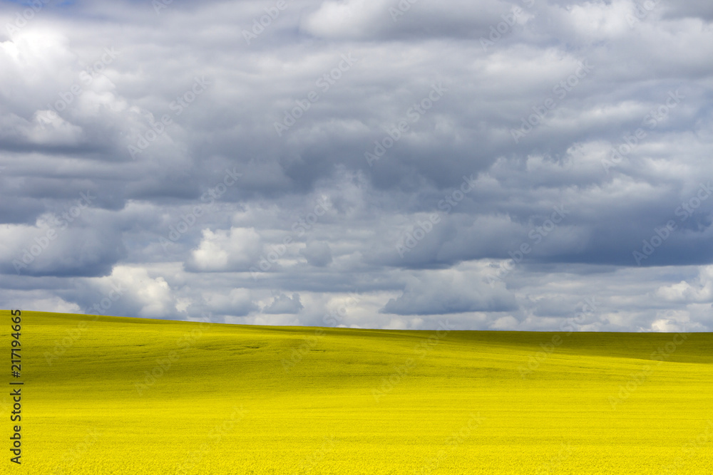 Obraz premium Prairie Canola Field Canada