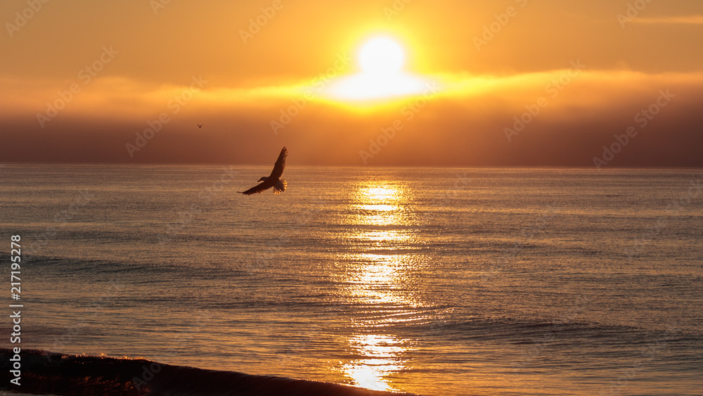 Sunrise over Beach with Seagull