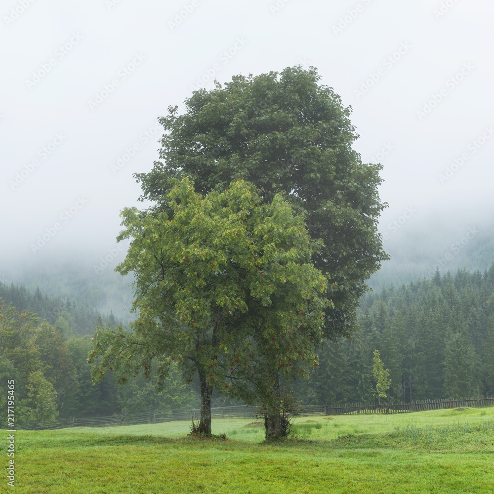 couple trees on the meadow in foggy morning in Ukraine couple trees on the meadow in foggy morning in Ukraine