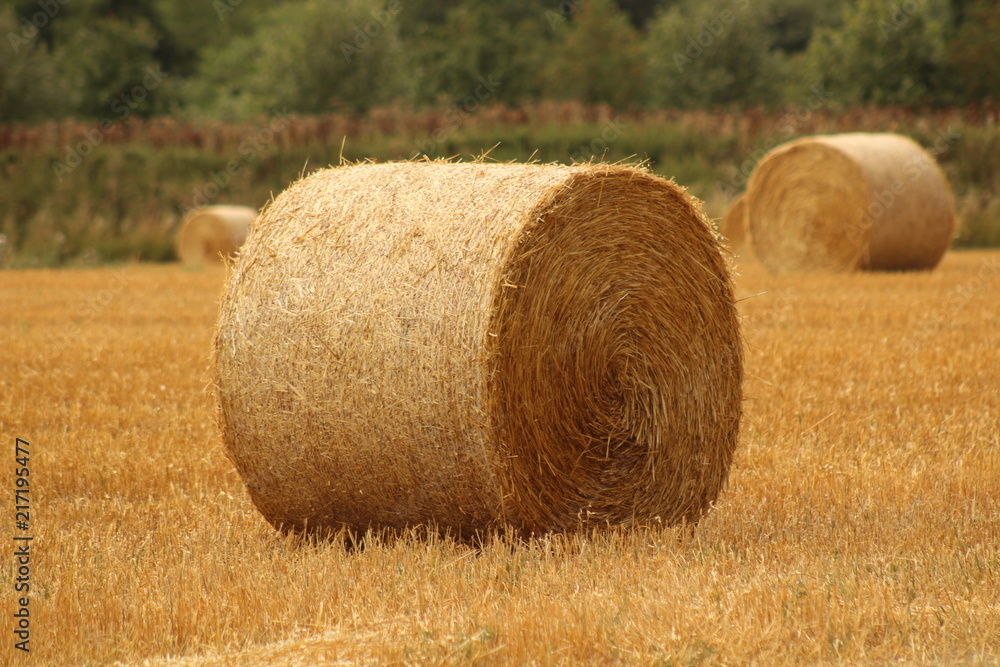 harvesting crops of hay
