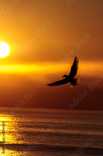 Sunrise over Beach with Seagull