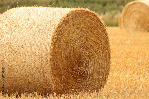 harvesting crops of hay