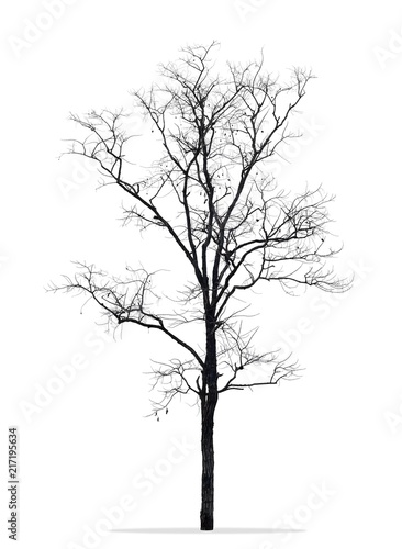 Dead tree without leaves isolated white background