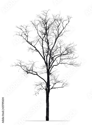Dead tree without leaves  isolated white background