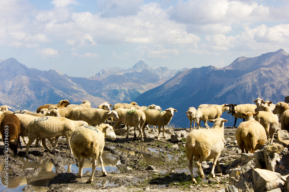 Flock of Sheeps at Alpes-de-Haute-Provence, France