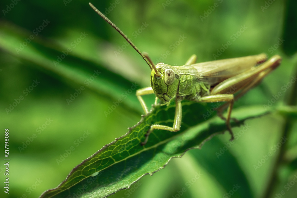 Macro of a grasshopper. Macro of a grasshopper.