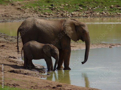 Bayby elephant and mum