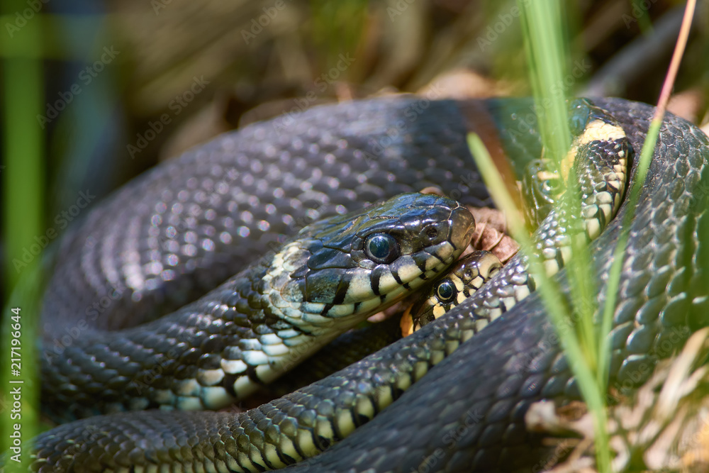 Grass snakes entwined in a spring tangle of snakes for mating during the breeding season. Grass snakes entwined in a spring tangle of snakes for mating during the breeding season.