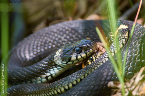 Grass snakes entwined in a spring tangle of snakes for mating during the breeding season.