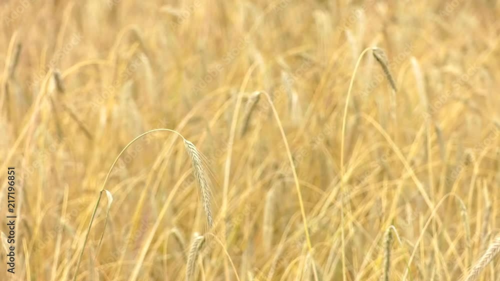 Field ripe rye. The yellow ears swing from the wind. Field ripe rye. The yellow ears swing from the wind.