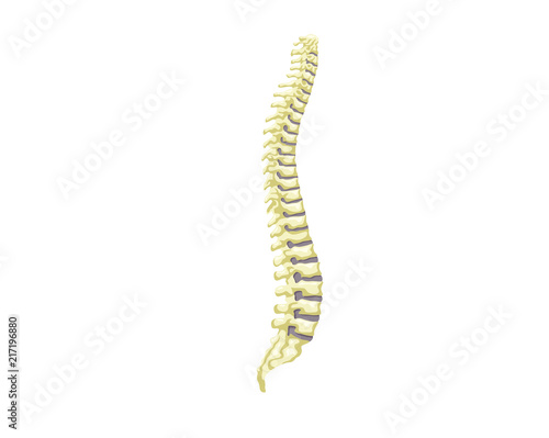 Healthy Spine Internal Human Organ Illustration In Isolated White Background