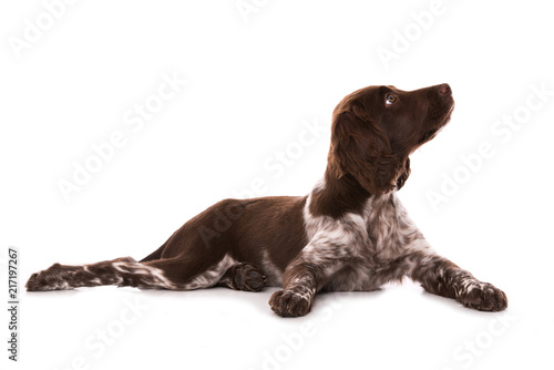 Fototapeta Naklejka Na Ścianę i Meble -  Münsterländer Welpe isoliert auf weißem Grund