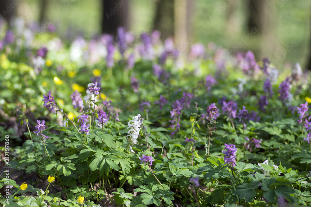 Obraz premium Corydalis cava early spring wild forest flowers in bloom, white violet purple flowering beautiful small plants
