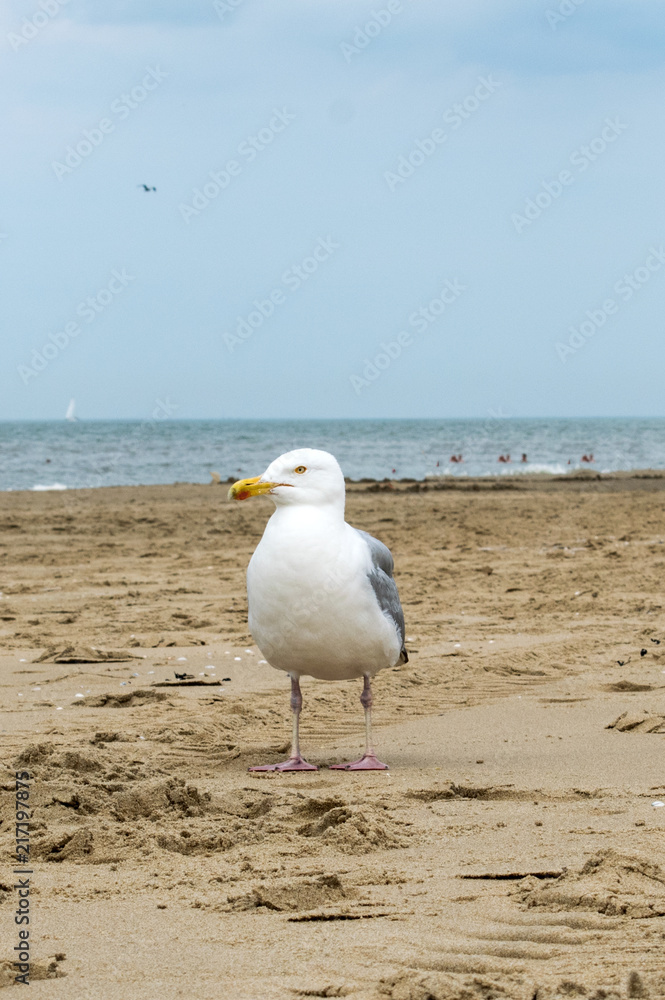 Fototapeta premium Am Strand in Holland