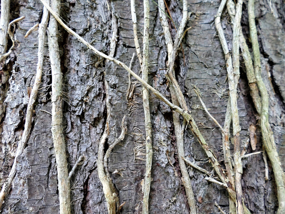 Old Vines Growing up Tree