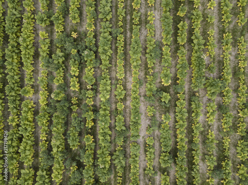 Aerial straight down view of tobacco field