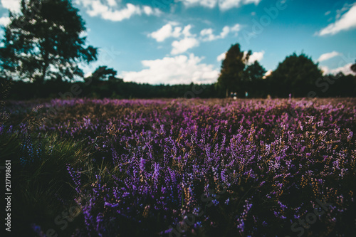 Wallpaper Mural Landschafts Torontodigital.ca