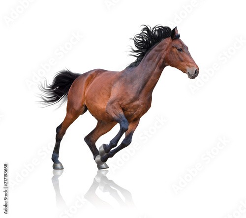 Bay horse galloping on the white background