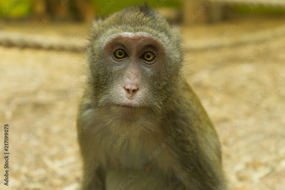 Fototapeta premium Monkey posing for the camera. Good portrait. Wildlife.