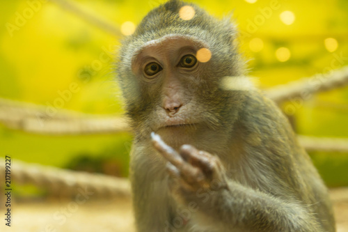 Canvas Print The monkey gives the middle finger to the people.